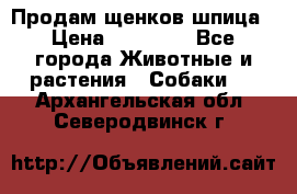 Продам щенков шпица › Цена ­ 25 000 - Все города Животные и растения » Собаки   . Архангельская обл.,Северодвинск г.